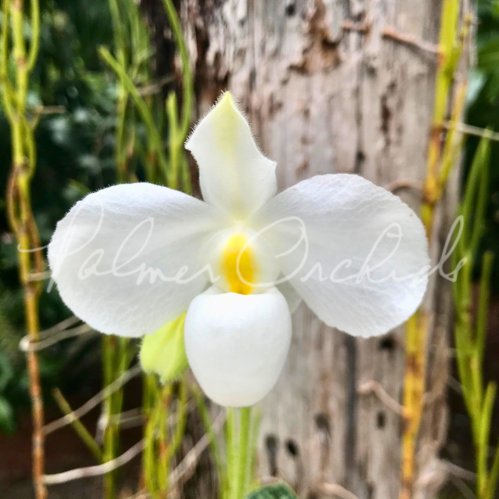Paph. Lynleigh Koopowitz — Palmer Orchids